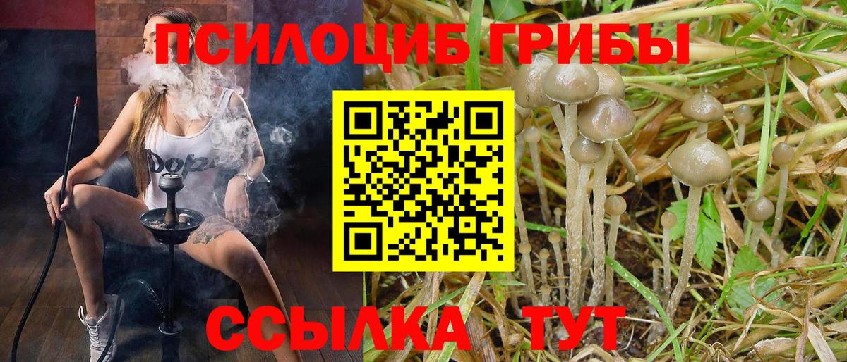 Псилоцибиновые грибы Psilocybine cubensis Щёлково